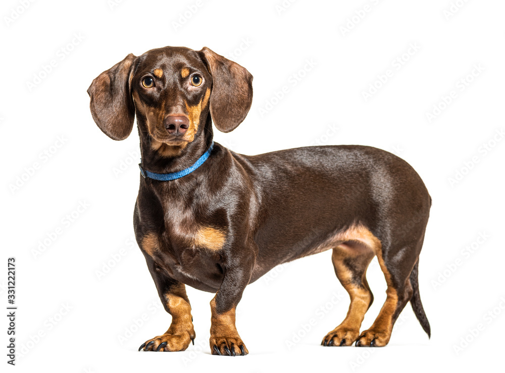 Standing brown Dachsund dog, isolated on white