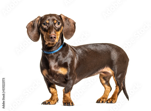 Standing brown Dachsund dog  isolated on white