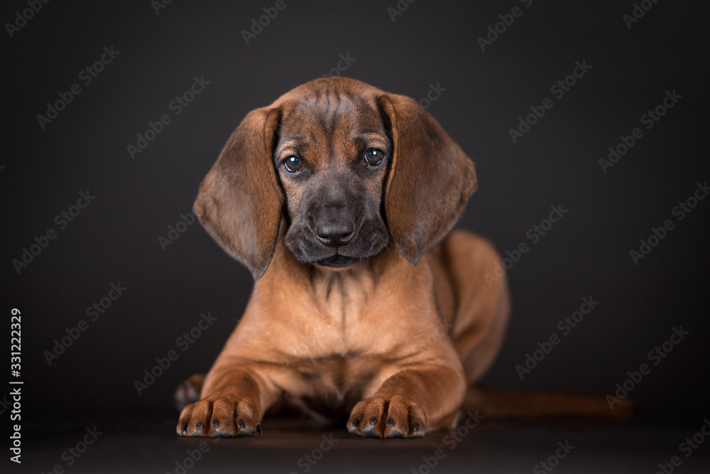 Cute little brown puppy teckel with big ears. Studio black background.