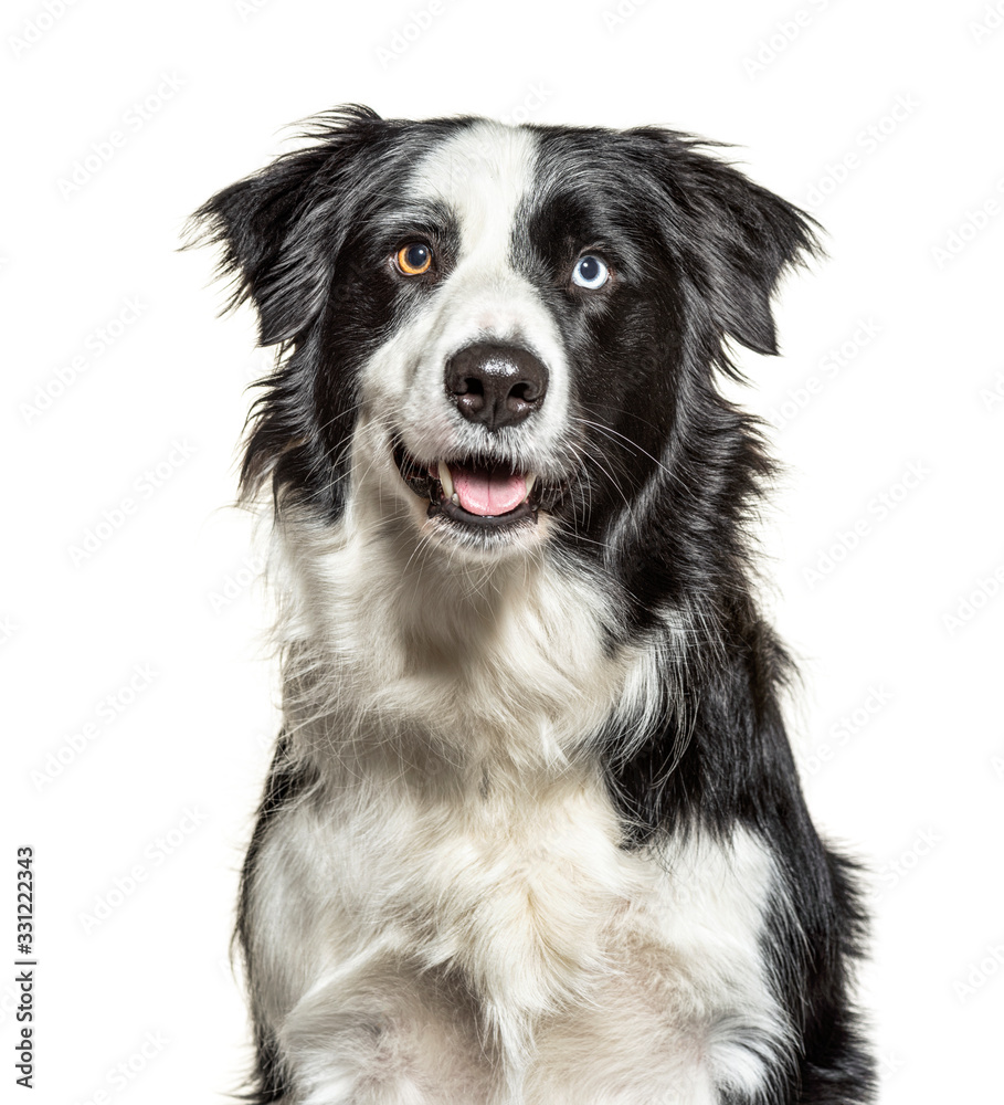 Close-up on a Panting black and white Border Collie, minnow eyes