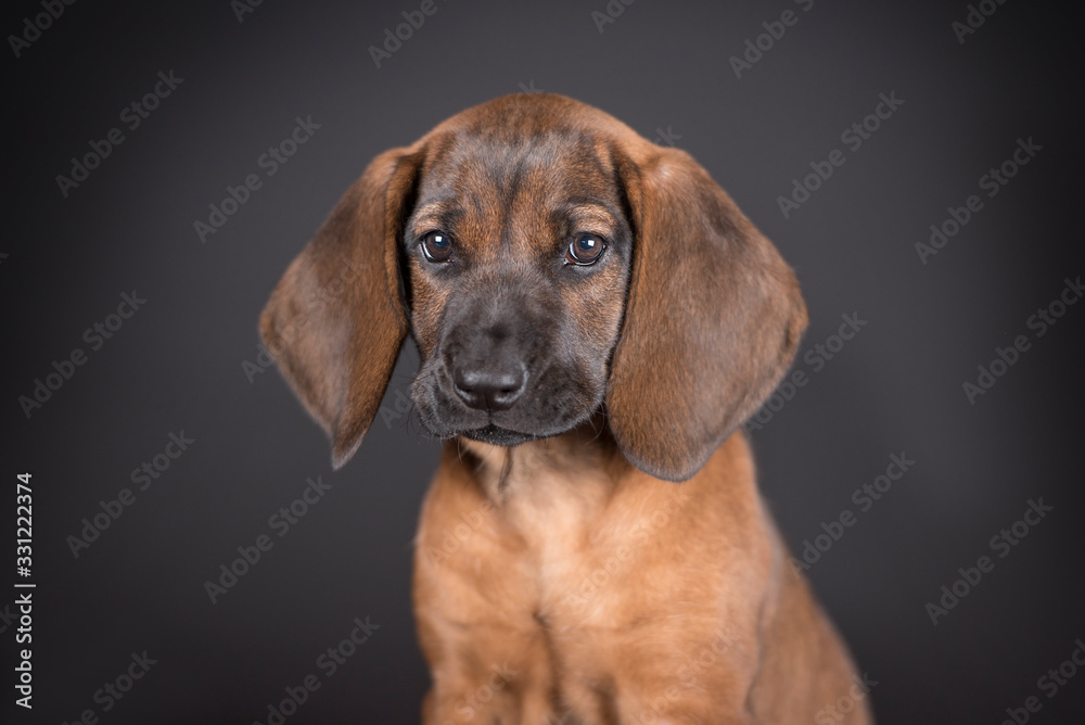 Cute little brown puppy teckel with big ears. Studio black background.