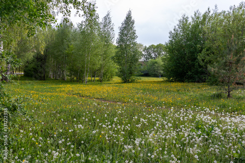 Dandelion field in city photo