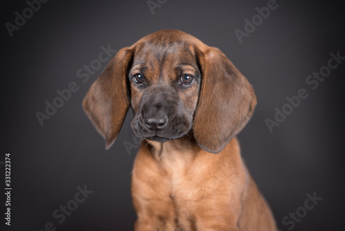 Cute little brown puppy teckel with big ears. Studio black background.