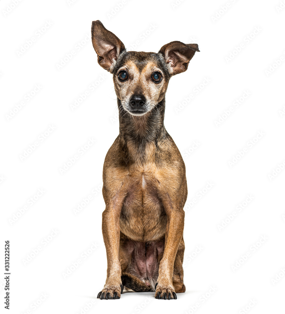 Old Sitting Miniature Pinscher graying, isolated on white