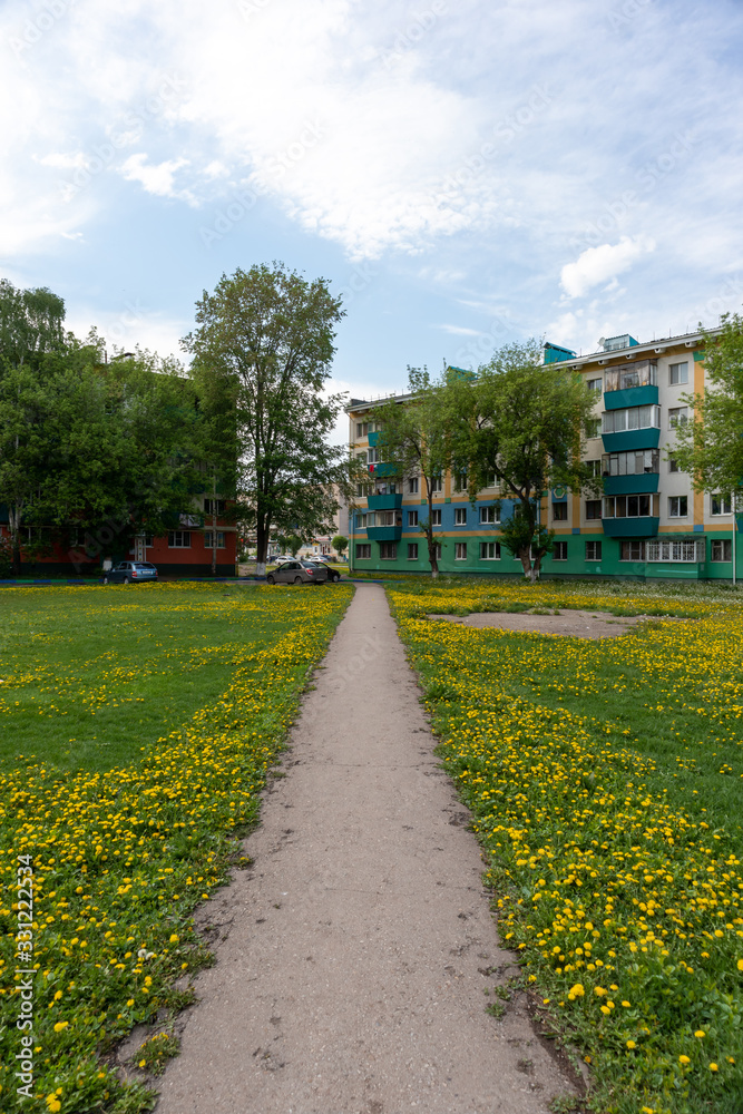 Fototapeta premium Path in dandelion field