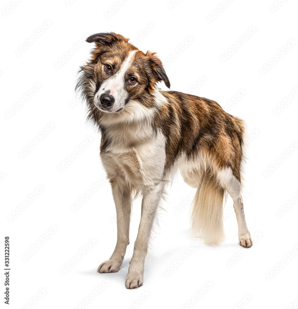Standing Border collie dog, isolated on white Standing Border collie dog, isolated on white