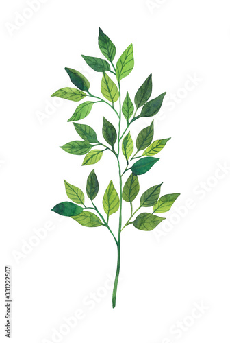 Watercolor botanical green twig isolated on white background. Botanical illustration. Green nature, ecology, care. Earth Day. Save the planet.