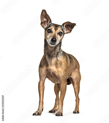 Old standing Miniature Pinscher graying  isolated on white