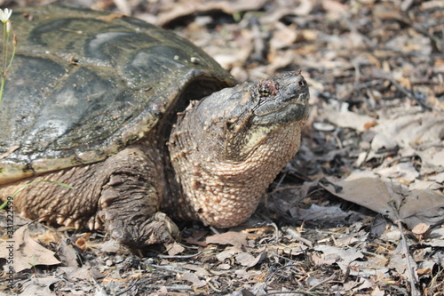 turtle on a rock