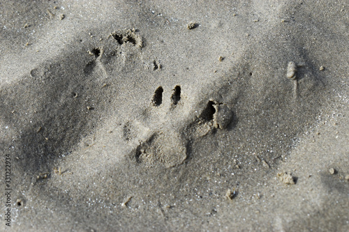 Photography Paw Prints on Sandy Beach in Dublin, Ireland