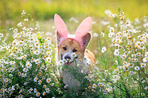 natural background with cute Corgi dog puppy sitting on a summer Sunny meadow surrounded by white daisies flowers in pink rabbit ears