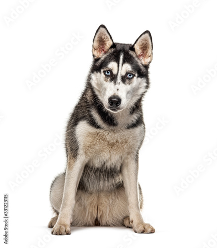 Sitting Siberian Husky  isolated on white