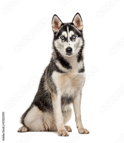 Sitting Siberian Husky, isolated on white