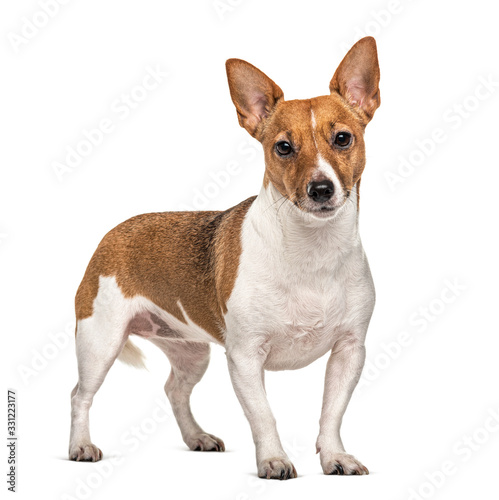 Standing Jack Russell terrier, isolated on white