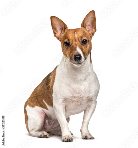 Sitting Jack Russell terrier, isolated on white