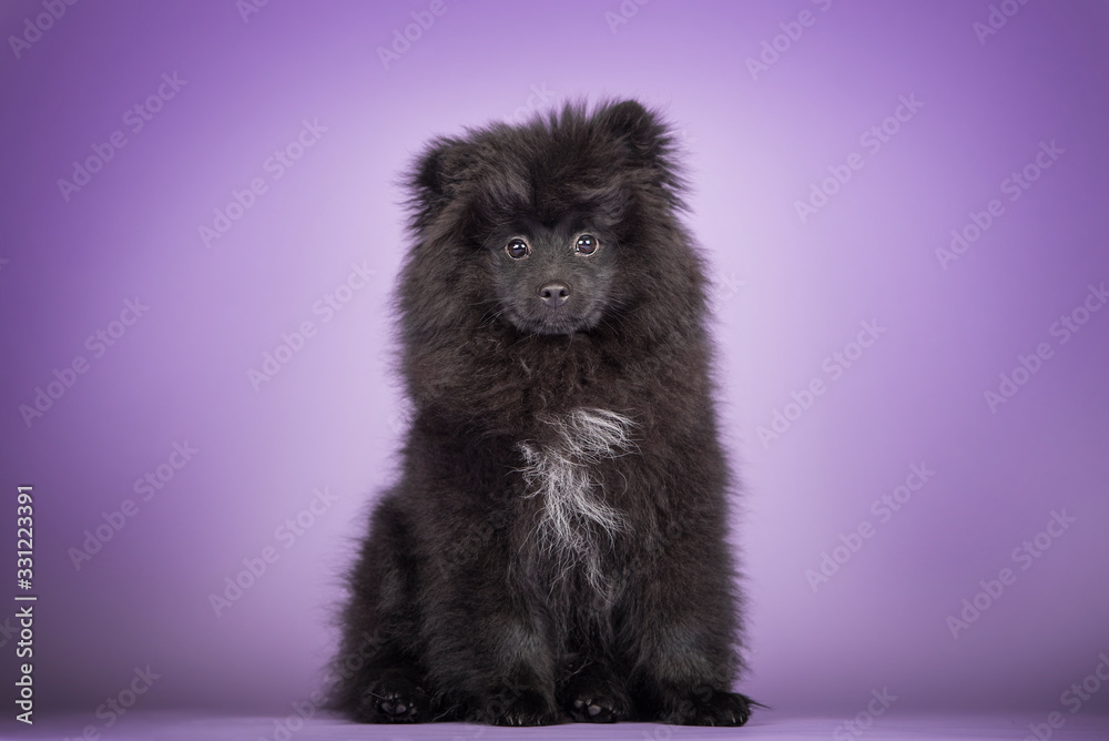 Cute little black pomeranian puppy. Studio purple background. Cute little black pomeranian puppy. Studio purple background.