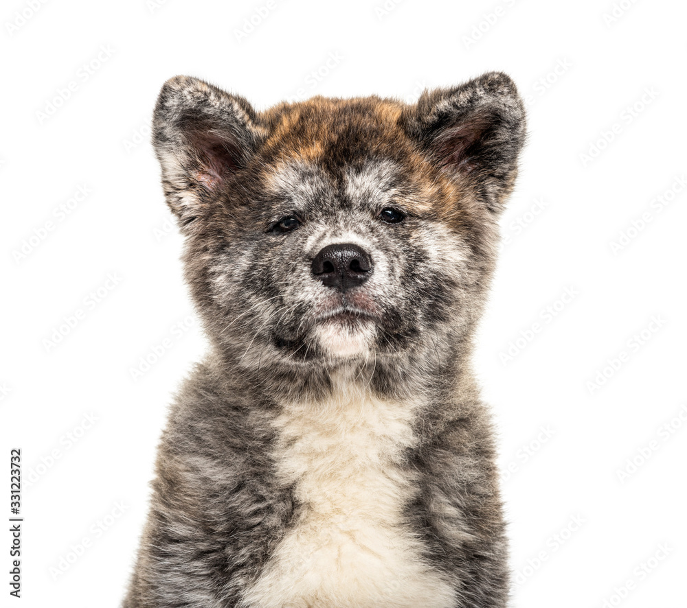 Close-up of a Akita inu dog, isolated on white Close-up of a Akita inu dog, isolated on white