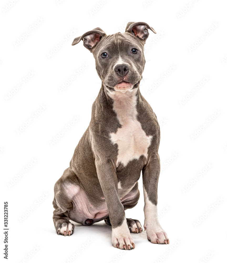 American Staffordshire facing at the camera, isolated on white