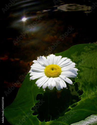 Water drops on flower daisy who float in the water. photo