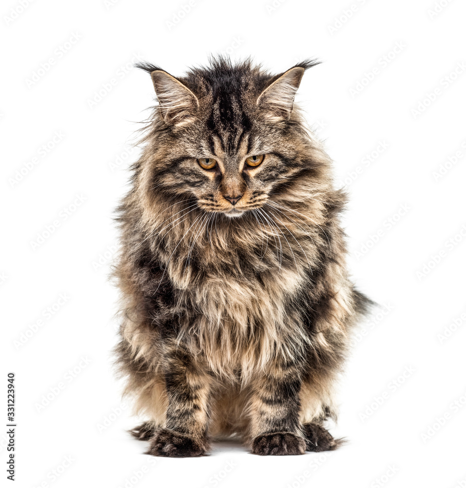 Unhappy, cranky cat, Maine coon, looking down, isolated