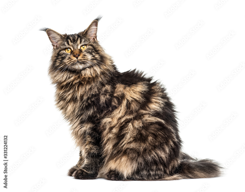 Rear view of a sitting Maine coon looking back