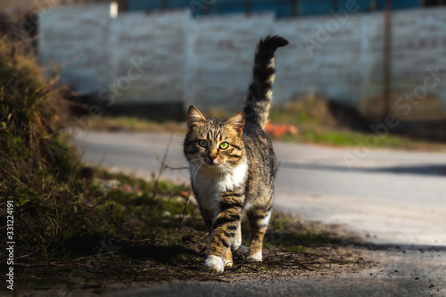 Village tabby cat with raised tail, stray animal photo