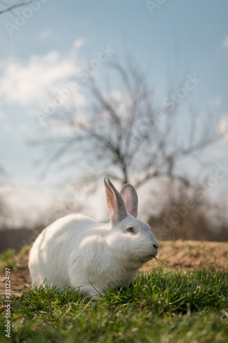 Single white rabbit in the grass © Mihai