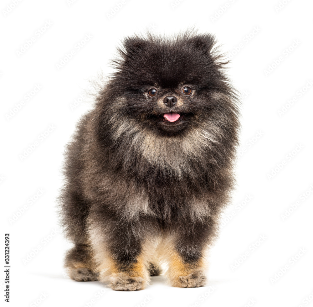 Obraz premium Standing Pomeranian, isolated on white