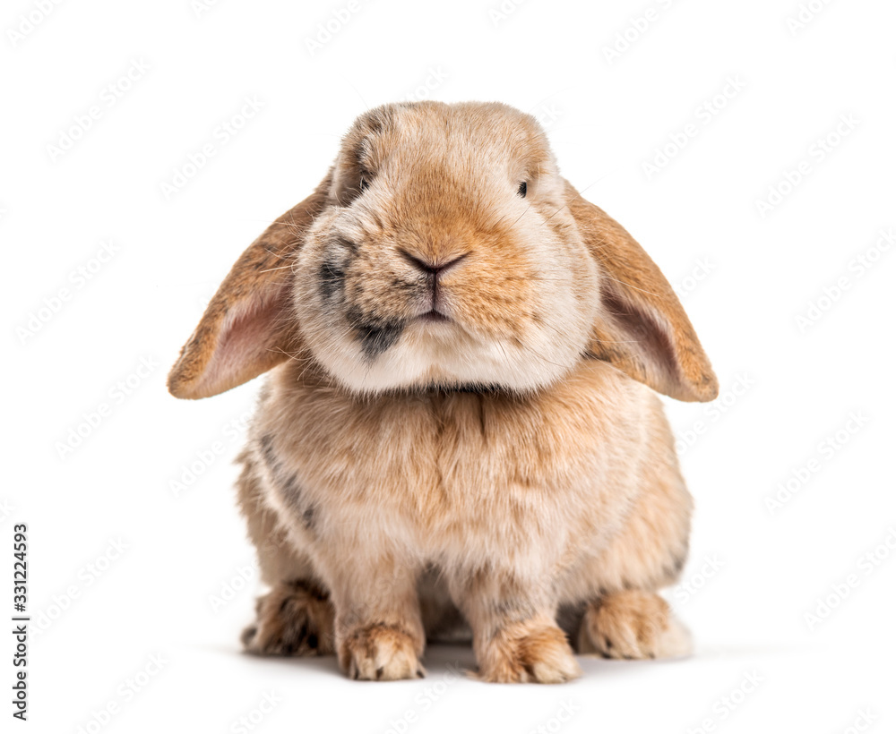 Front view of a rabbit, isolated on white