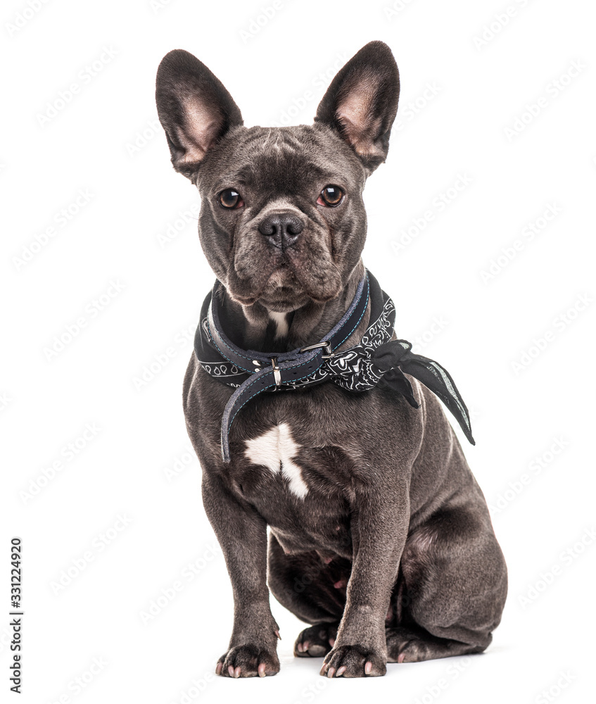 French bulldog wearing a scarf, isolated on white