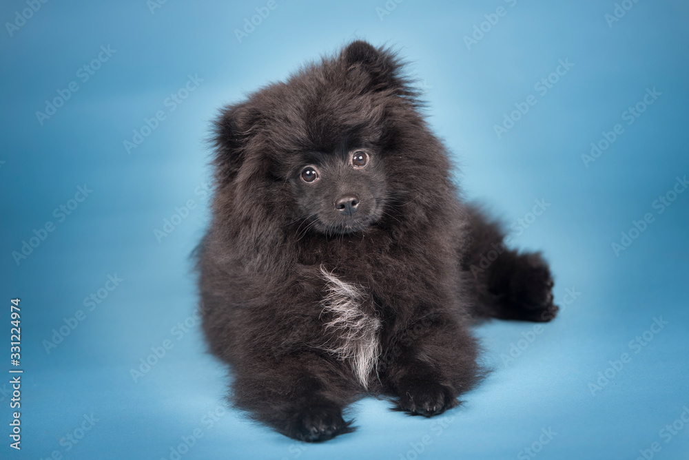 Cute little black pomeranian puppy. Studio blue background. Cute little black pomeranian puppy. Studio blue background.