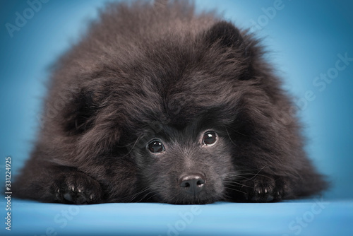 Bild auf Leinwand Cute little black pomeranian puppy. Studio blue background.