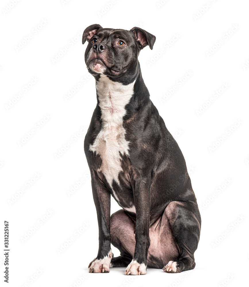 American Staffordshire Terrier, looking up, isolated on white