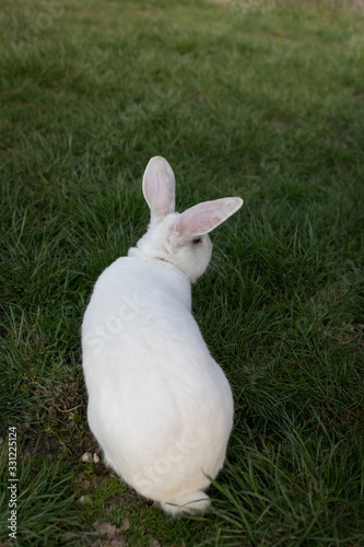 Single white rabbit in the grass