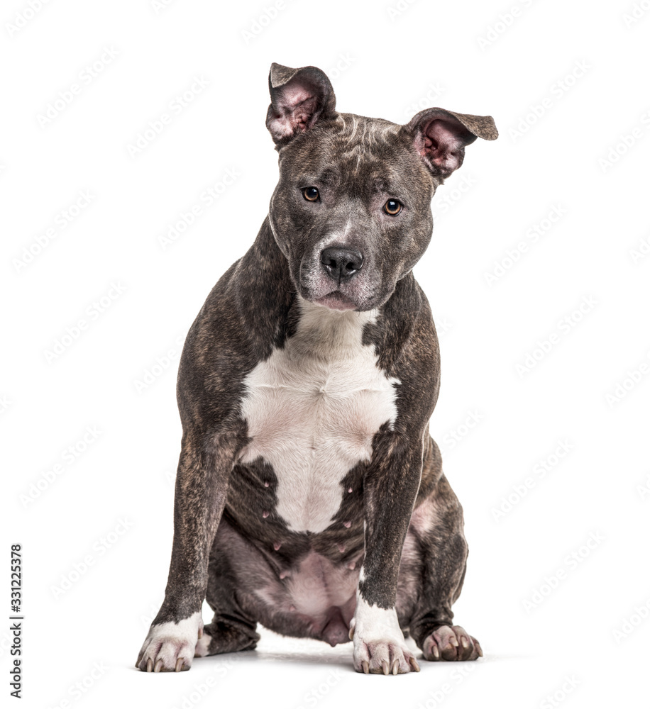 Sitting American Bully, isolated on white Sitting American Bully, isolated on white