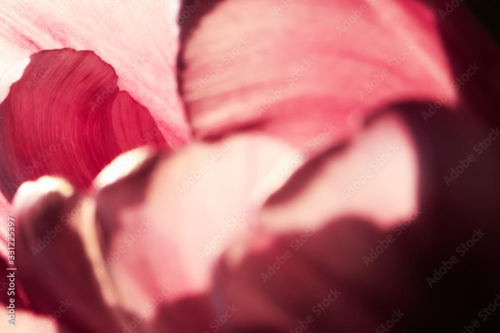 Closeup of tulip petals, plant in sunset Closeup of tulip petals, plant in sunset