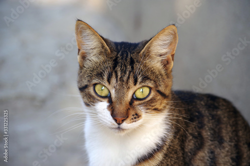 A young cat named Alafa looks at the lens