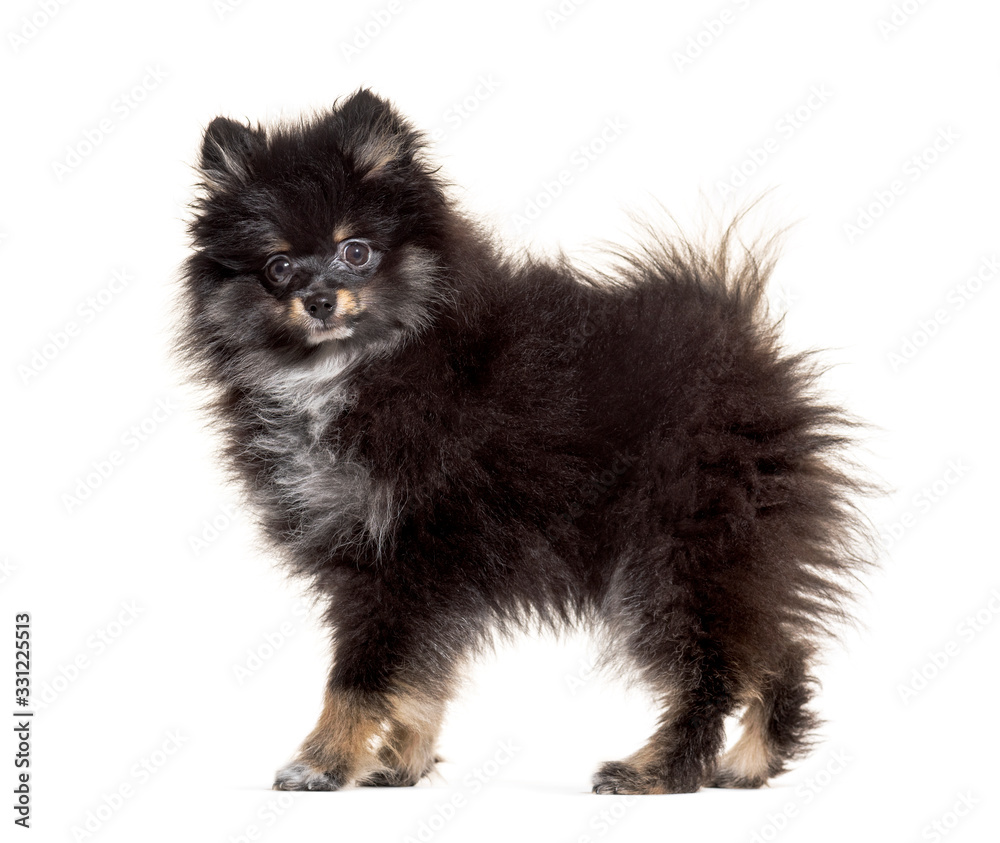 Side view of a Pomeranian standing, isolated on white Side view of a Pomeranian standing, isolated on white