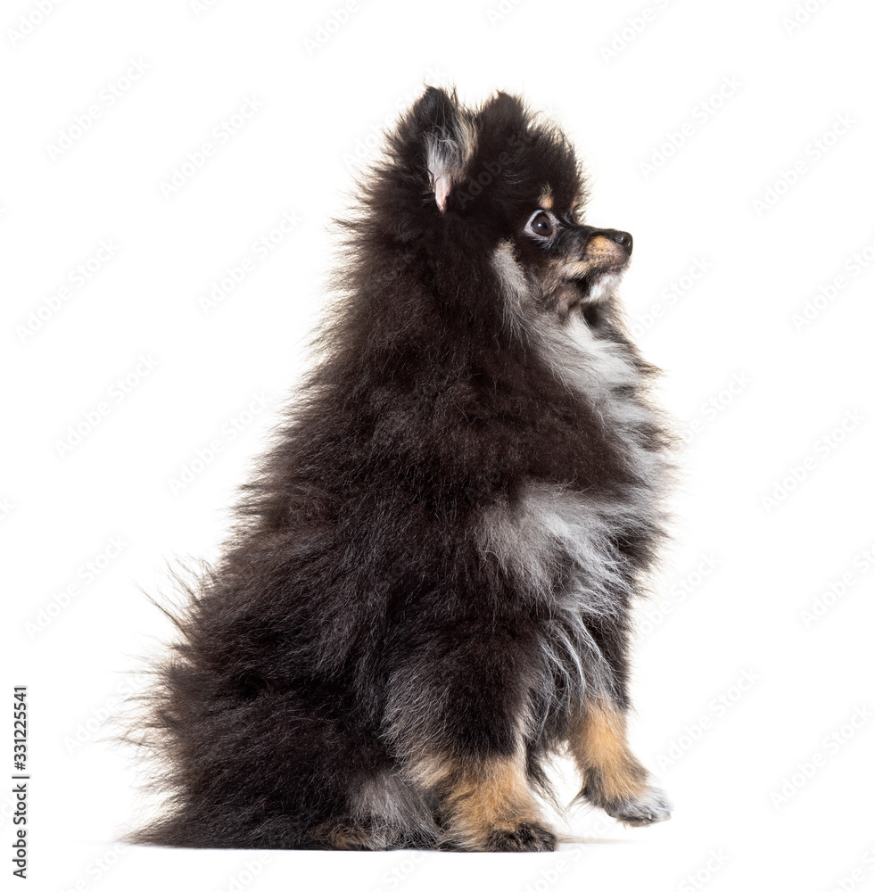 Side view of a Sitting Pomeranian, isolated on white