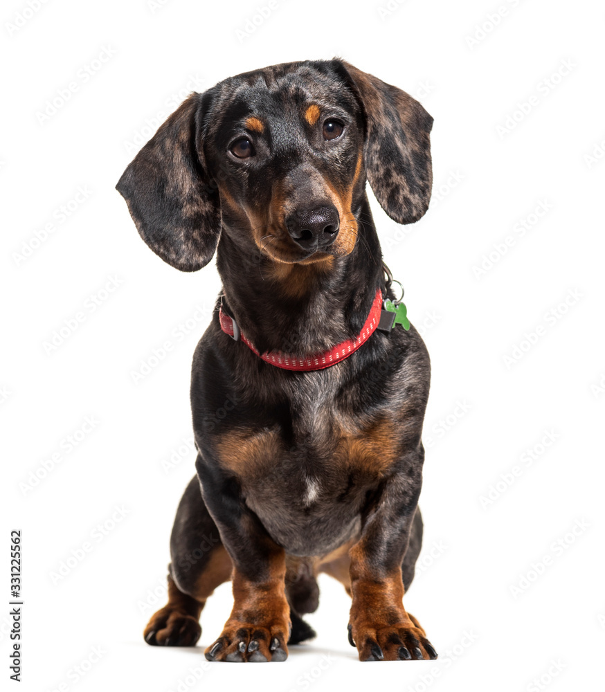 Dachshund wearing a collar, isolated on white