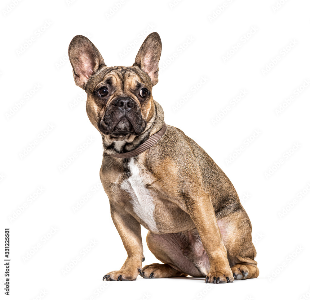 Brown sitting French bulldog wearing a collar, isolated on white