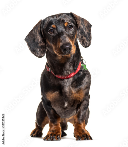 Dachshund wearing a collar, isolated on white