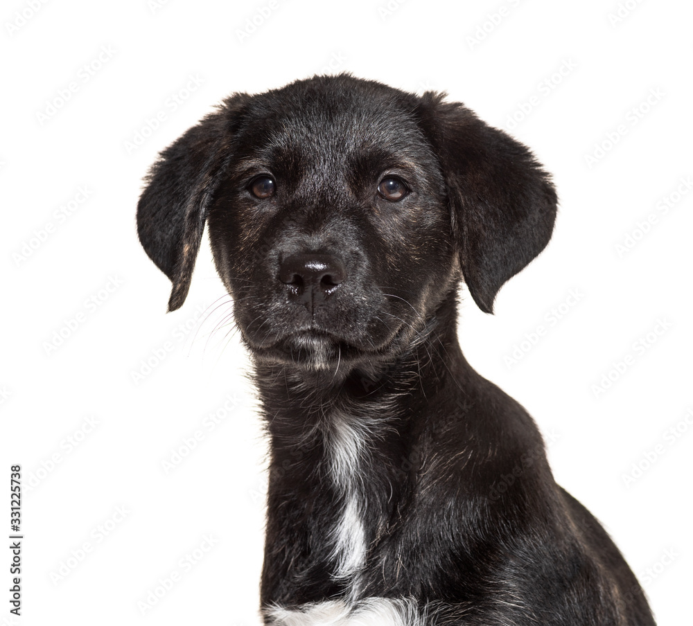 Portrait of a black crossbreed, isolated on white