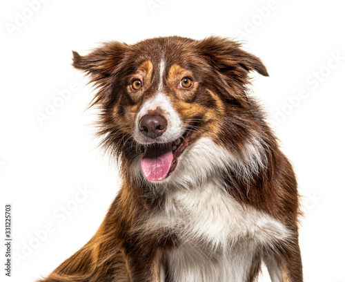 Happy Border Collie panting, isolated on white