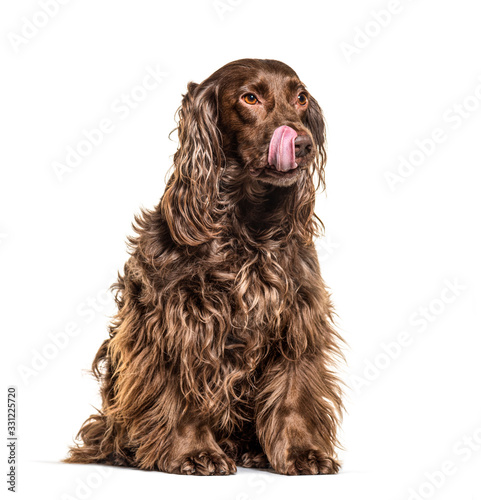 Fototapeta Naklejka Na Ścianę i Meble -  Happy English Cocker Spaniel dog  licking himself, isolated