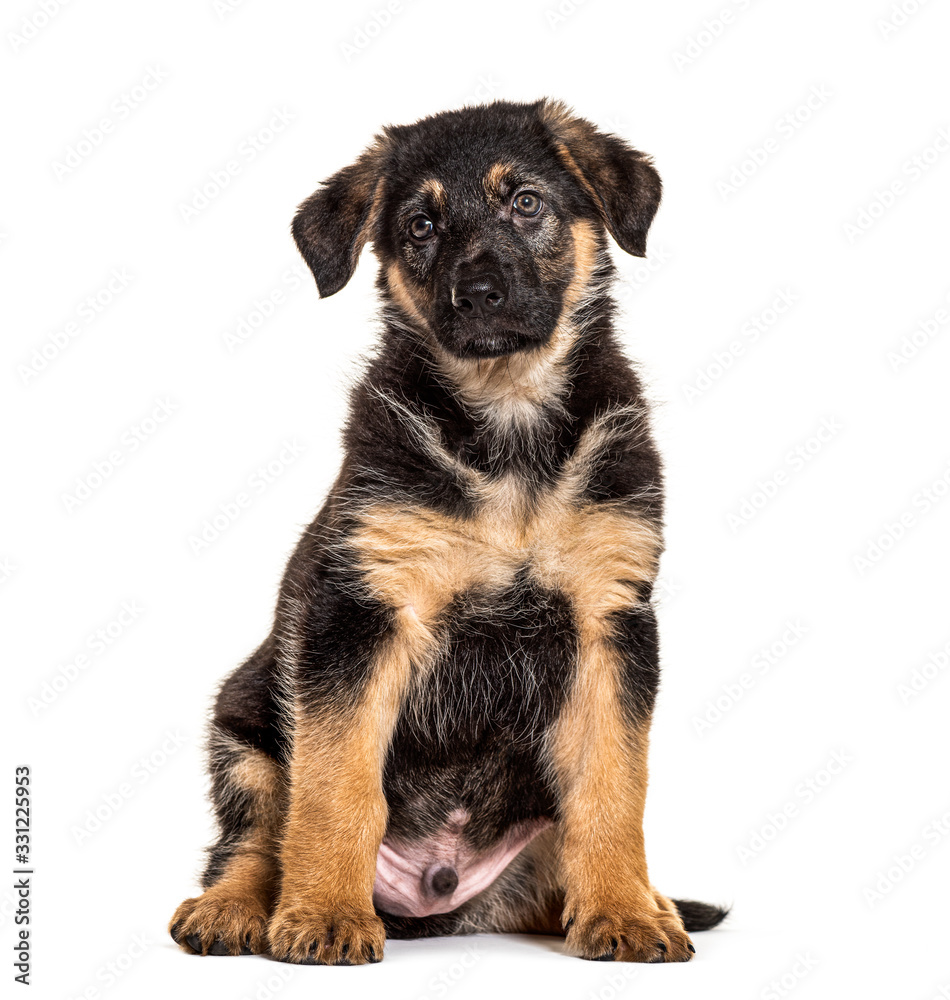 puppy german Shepherd dog, 2 months old, isolated on white