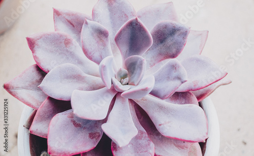 Beautiful close up of a graptoveria debbie photo