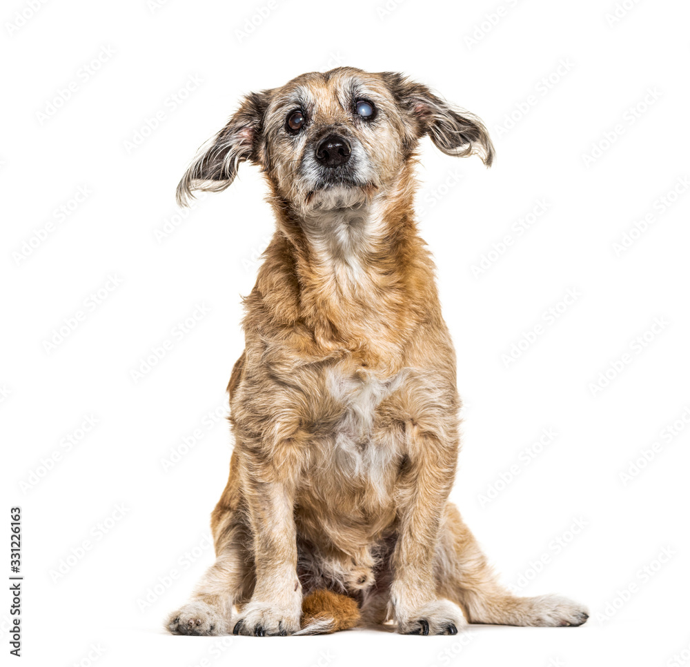 One-eyed blind, Crossbreed dog, isolated on white One-eyed blind, Crossbreed dog, isolated on white