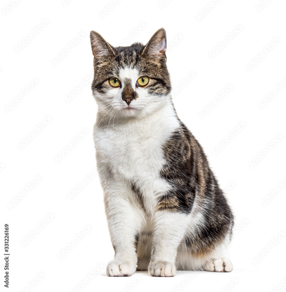 Obraz premium Sitting Crossbreed cat, isolated on white