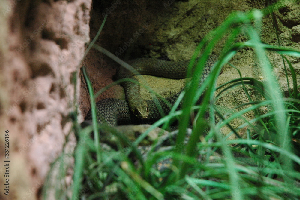 snake snake